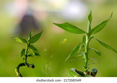 Lucky Bamboo, Ribbon Dracaena, Curly Bamboo, Chinese Water Bamboo, Close-up Of A Plant On A Blurry Delicate Background, Background For Projects