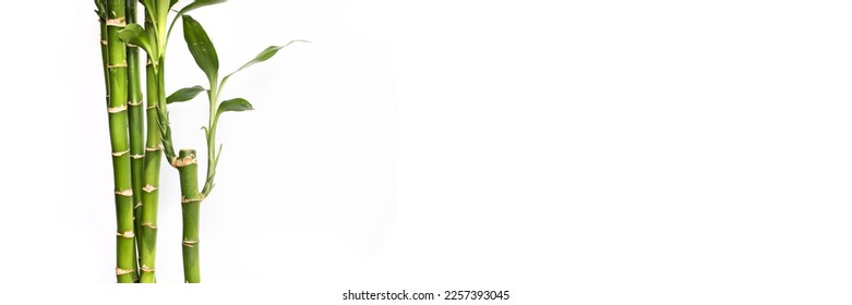Lucky bamboos isolated on panoramic white background, web banner with copy space - Shutterstock ID 2257393045