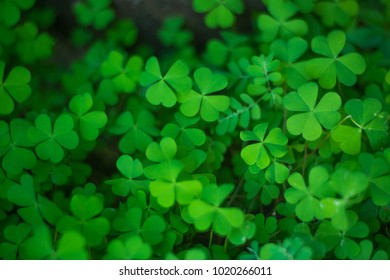 The Lucky Clover