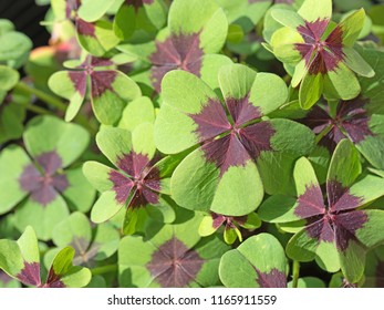 Lucky Clover, Oxalis Tetraphylla