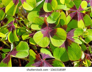 Lucky Clover, Oxalis Tetraphylla