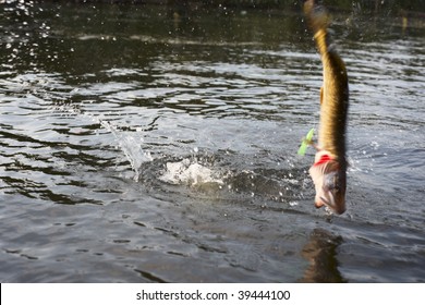 Lucky Escape - Pike Has Got Rid Of The Lure And Is Now Free. Blurred Motion