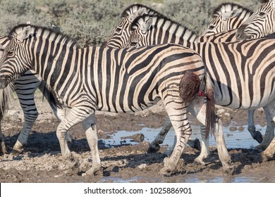 A Lucky Escape From A Probable Lion Attack, Bearing The Scars And Injury From The Attack