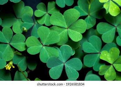 Lucky Irish Four Leaf Clover In The Field For St. Patricks Day Holiday Symbol. With Three-leaved Shamrocks.