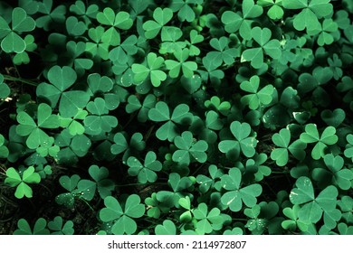 Lucky Irish Four Leaf Clover in the Field for St. Patricks Day holiday symbol. with three-leaved shamrocks, Green background with three-leaved shamrocks, Lucky Irish Leaf Clover in the Field.