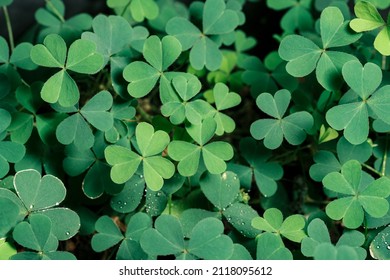 Lucky Irish Four Leaf Clover in the Field for St. Patricks Day holiday symbol. with three-leaved shamrocks, nature background, fresh green juicy color, shamrock plant (St. Patrick's Day)