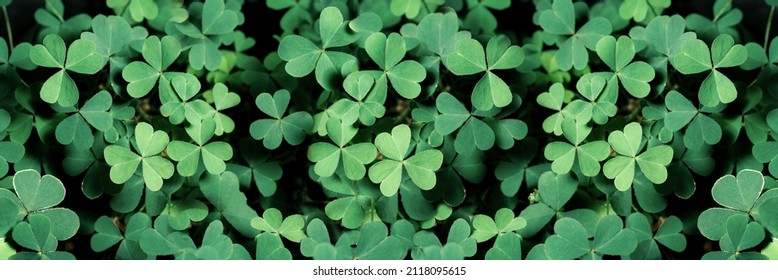Lucky Irish Four Leaf Clover in the Field for St. Patricks Day holiday symbol. with three-leaved shamrocks, nature background, fresh green juicy color, shamrock plant (St. Patrick's Day)