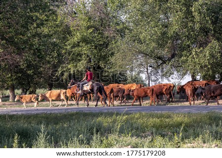 A lucky man riding black horse and herd of cows in the forest 