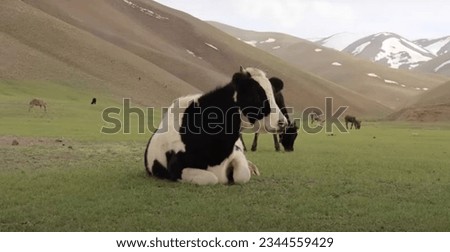 lucrative cow sitting in front of mountain valiey