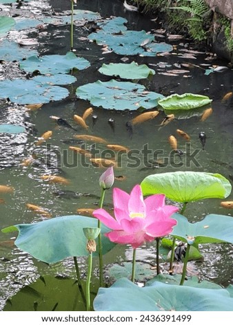 A lucrative lotus in a precious pond ecosystem.