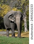 Lucy the Asian Elephant Walking