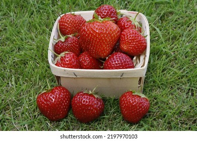 Lucy Fragaria Strawberry Picked In Punnet