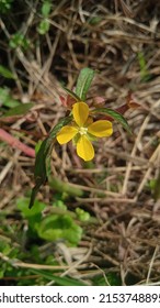 Ludwigia Decurrens Is A Species Of Flowering Plant In The Evening Primrose Family.