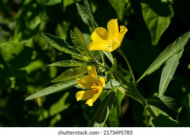 Ludwigia grandiflora aka Water primrose is an aquatic plant of the order Myrtales. It is easily confused with Ludwigia hexapetala. It is listed on the List of Invasive Alien Species of Union. - Shutterstock ID 2173495783