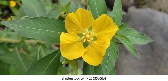 Ludwigia Octovalvis Is A Species Of Flowering Plant In The Evening Primrose Family Known As The Mexican Primrose-willow