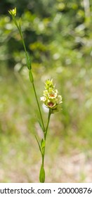 Ludwigia Suffruticosa - Shrubby Primrose-willow - Onagraceae Evening Primrose Family. Flower With Leaves In Open Field