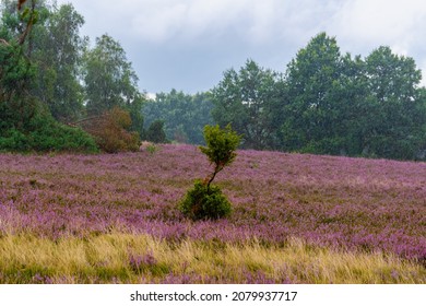 Lueneburg Heath, heather bloom in August