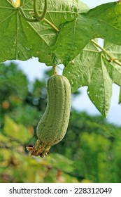 Luffa Cylindrica