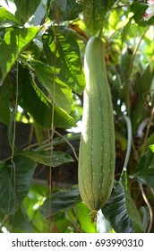 Luffa Cylindrica