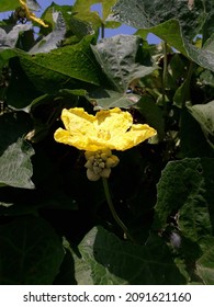 Luffa Cylindrica Flower Bloom On Tree