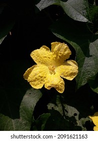 Luffa Cylindrica Flower Bloom On Tree