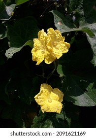 Luffa Cylindrica Flower Bloom On Tree