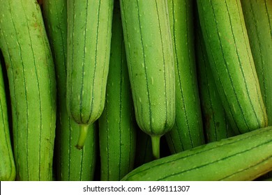 Luffa Cylindrica: High Quality Images