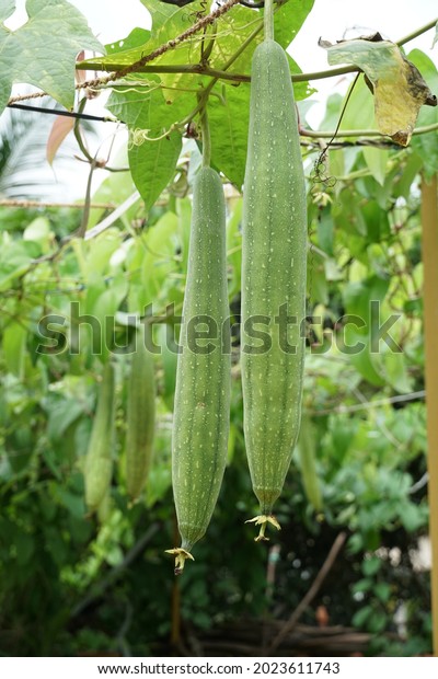 Luffa cylindrica, the\
sponge gourd, Egyptian cucumber or Vietnamese luffa, is an annual\
species of vine cultivated for its fruit, native to South and\
Southeast Asia