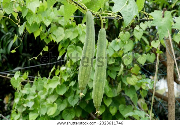 Luffa cylindrica, the\
sponge gourd, Egyptian cucumber or Vietnamese luffa, is an annual\
species of vine cultivated for its fruit, native to South and\
Southeast Asia