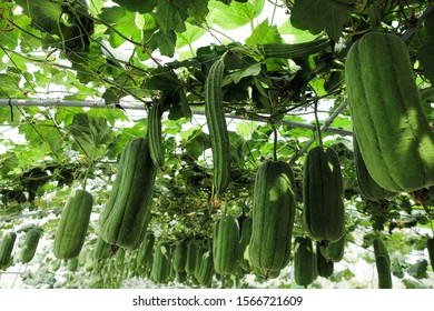 Snake Gourd Trellis Make Great Support Stock Photo 1467694166 ...