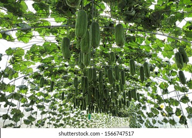 Luffa Cylindrica Trellis Make Great Support Stock Photo 1566747517 ...