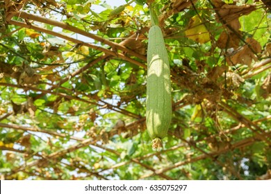 Luffa Gourd Plant In Garden (luffa Cylindrica)