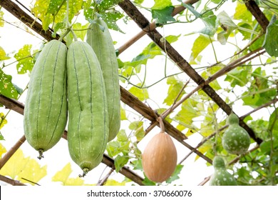 Luffa Gourd Plant Hanging On The Bamboo Arbor