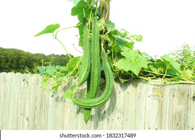 Luffa Gourd Or Ridge Gourd Indian Vegetable On Plant 