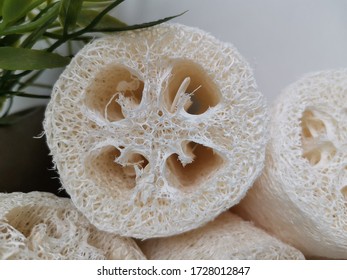 Luffa Loofah. Vegetable Sponge Extracted From The Luffa Plant. 