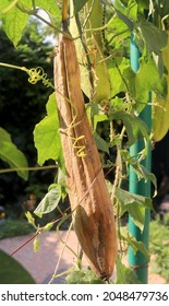 Luffa Plant On A Bush Close-up