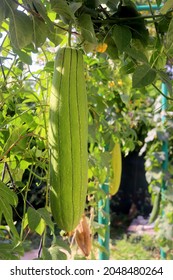 Luffa Plant On A Bush Close-up