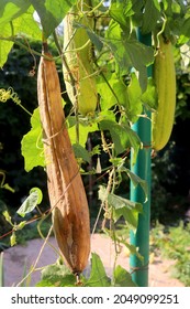 Luffa Plant On A Bush Close-up