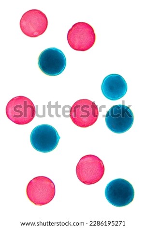 Luffa pollen, whole mount, 80X light micrograph. Red and blue stained pollen grains, a fine, coarse powdery substance, under light microscope. Six combined photos. Isolated, on white background.
