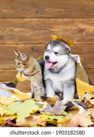 Luffy Malamute Puppy And Tabby Kitten Sit. Cozy Autumn Concept