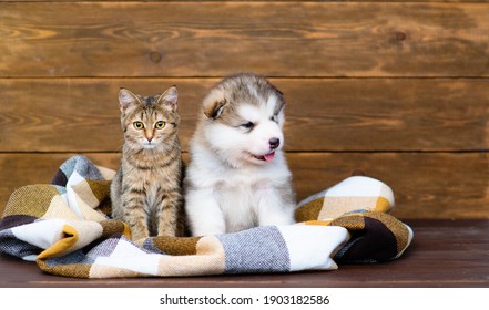 Luffy Malamute Puppy And Tabby Kitten Sit. Cozy Autumn Concept