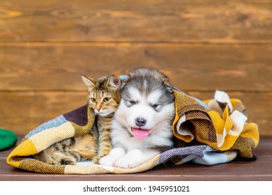 Luffy Malamute Puppy And Tabby Kitten Sit. Cozy Autumn Concept