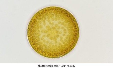 Lugol Preserved Coscinodiscus, A Marine Microalgae From Diatom Group. 400 X Magnification