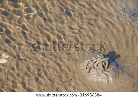 Lugworm