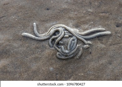 157 Lugworm cast Images, Stock Photos & Vectors | Shutterstock