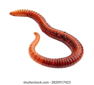 Lugworm Single Lugworm Gently Curved With Segment Isolated On White Background