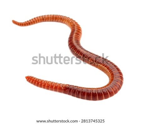 Lugworm Single Lugworm Gently Curved With Segment Isolated On White Background