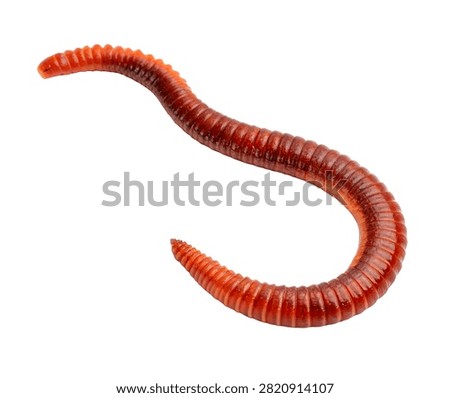 Lugworm Single Lugworm Gently Curved With Segment Isolated On White Background