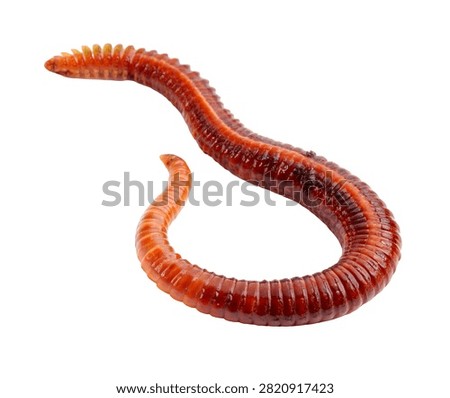 Lugworm Single Lugworm Gently Curved With Segment Isolated On White Background