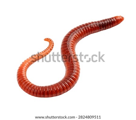Lugworm Single Lugworm Gently Curved With Segment Isolated On White Background